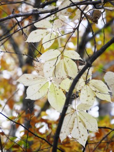 コシアブラの葉　 透き通るような色に黄葉する